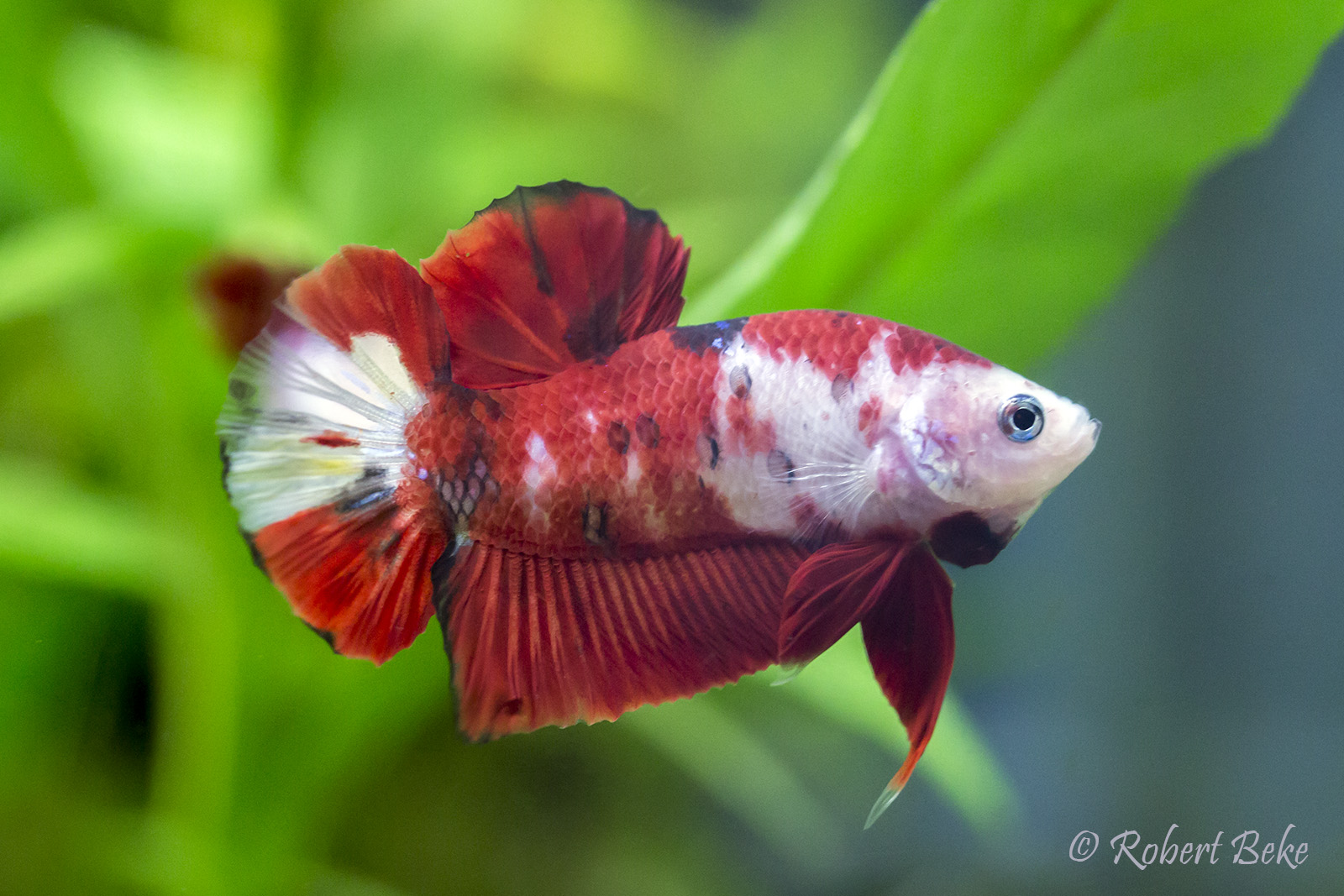 Betta splendens