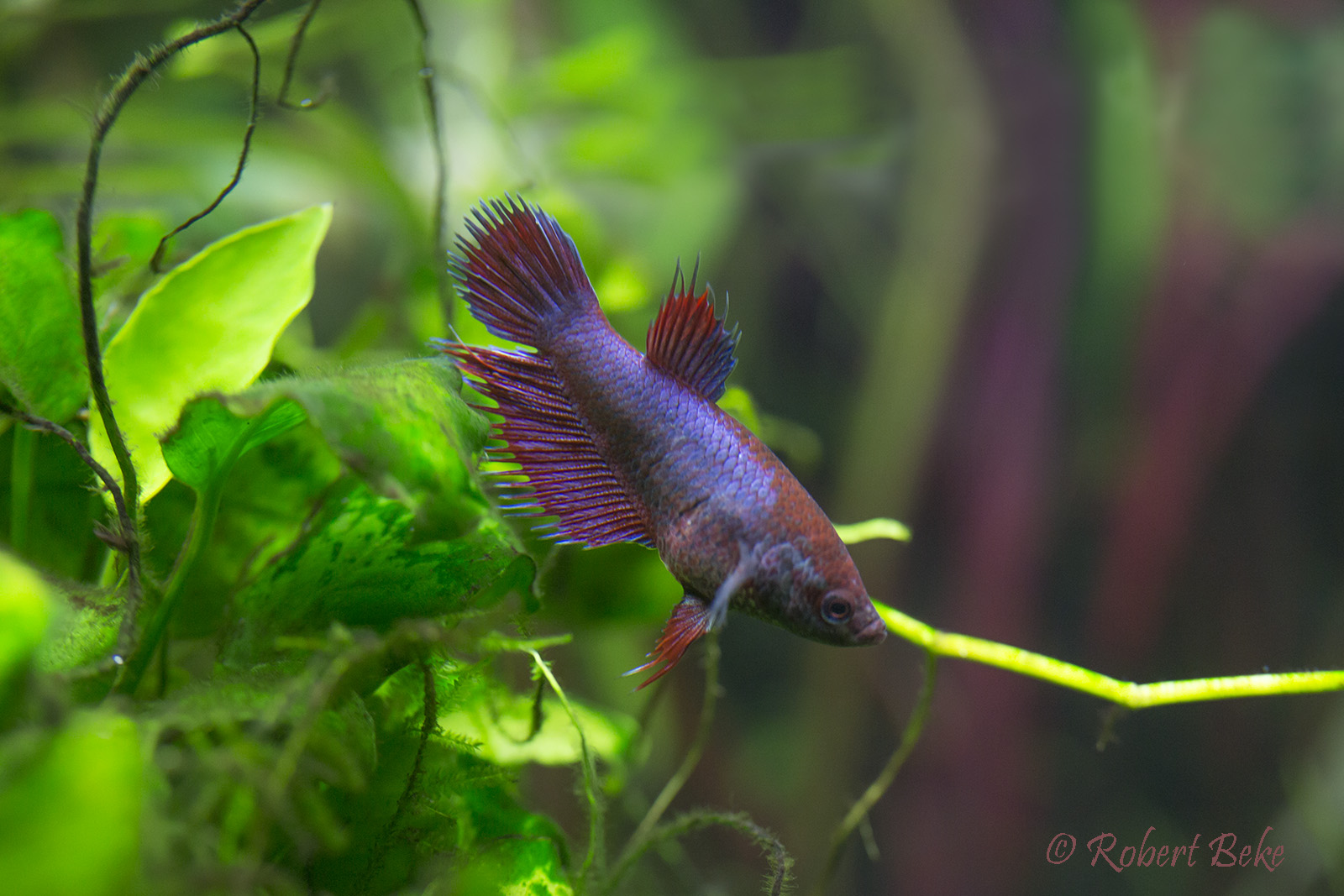 Betta splendens