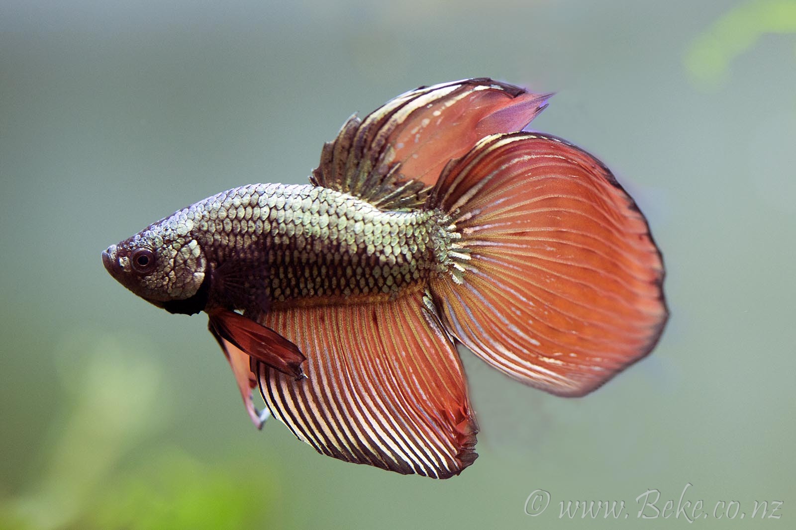 Betta splendens