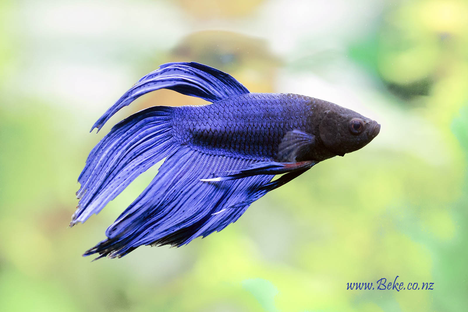 Betta splendens