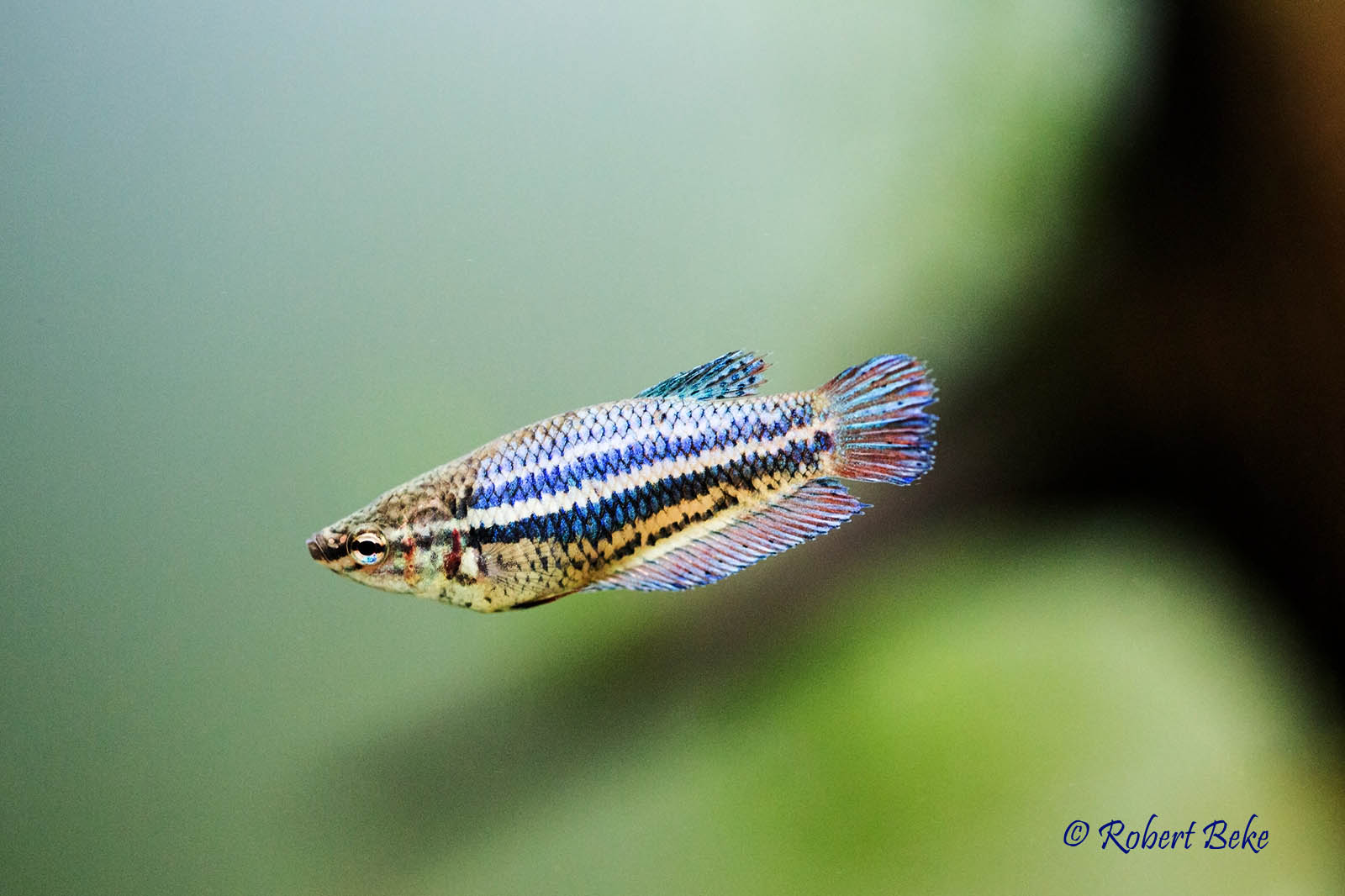 Betta splendens