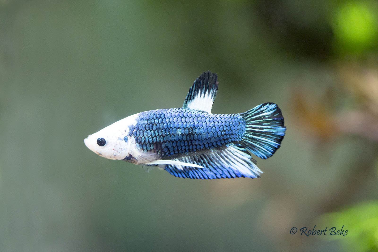 Betta splendens