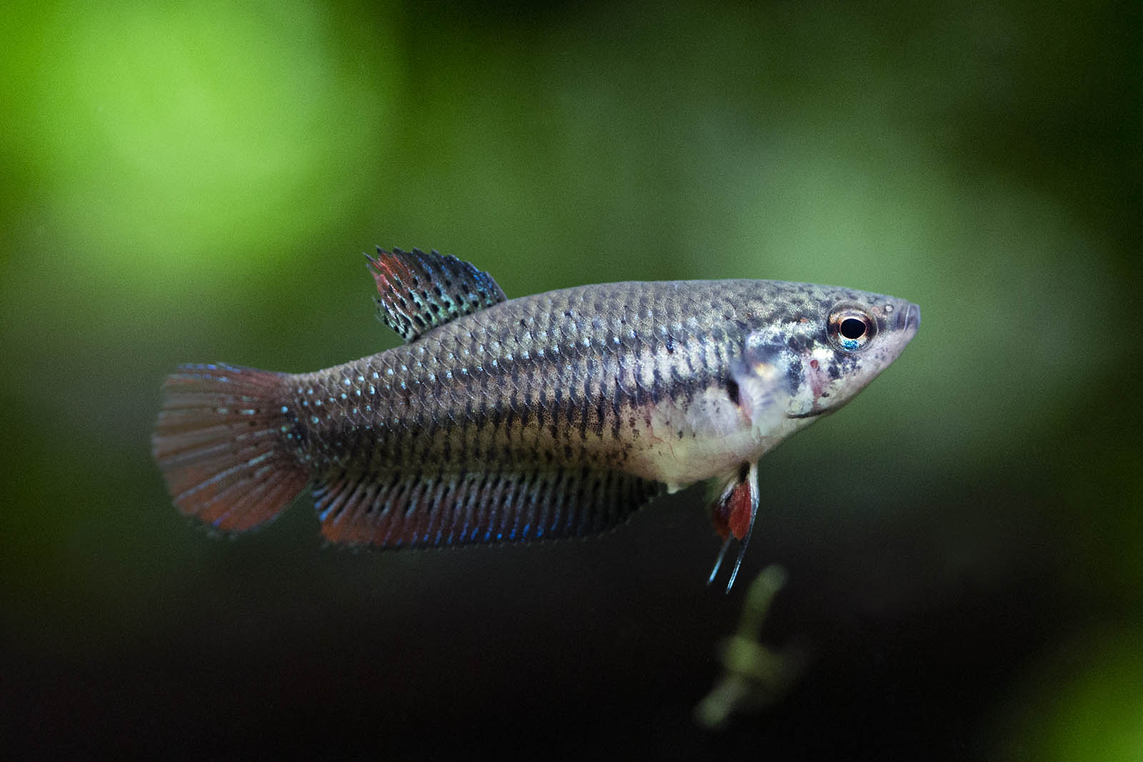 Betta splendens