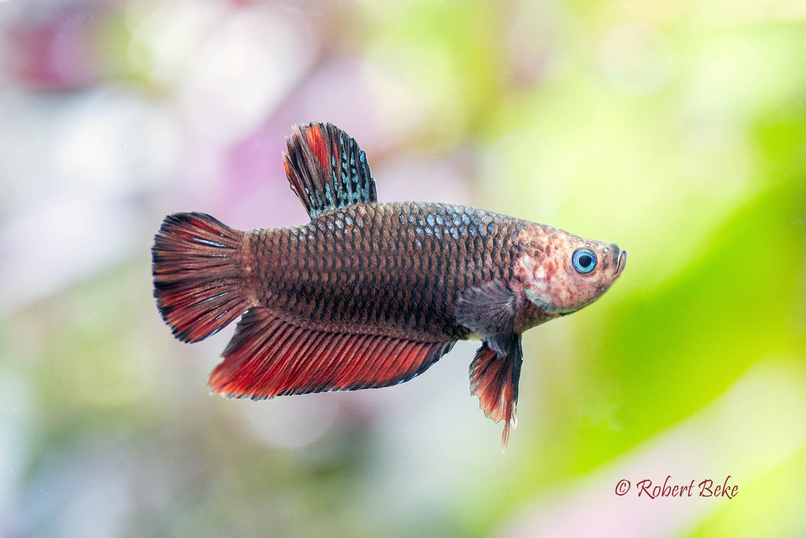 Betta splendens