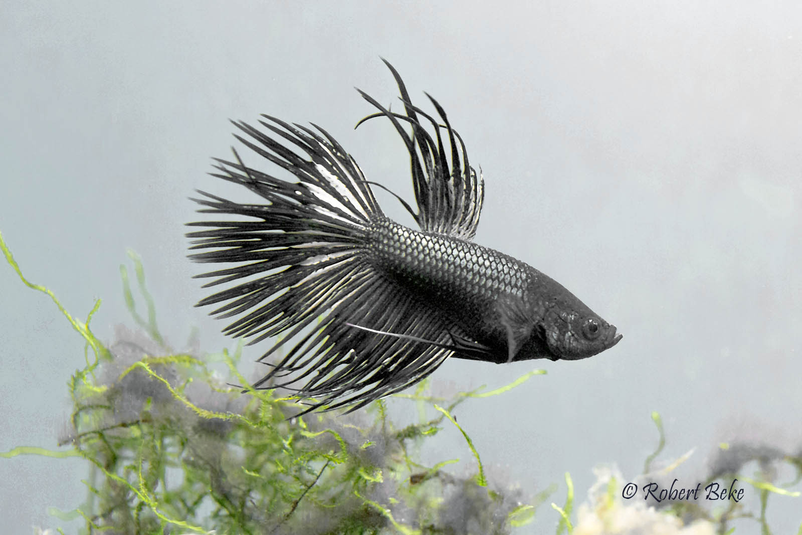 Betta splendens