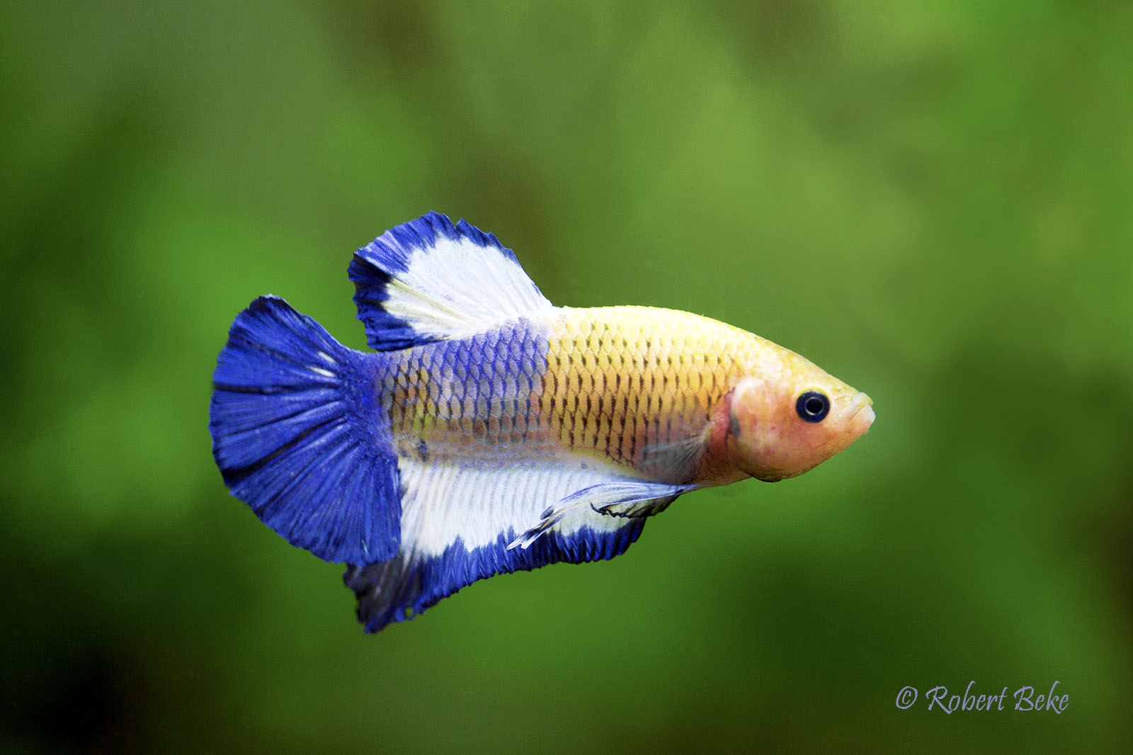 Betta splendens