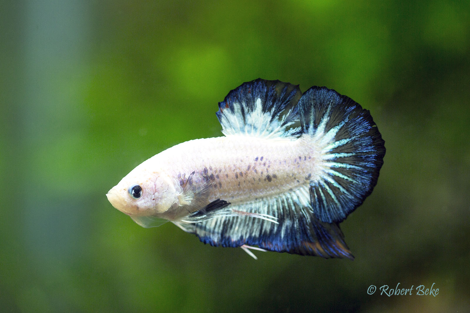 Betta splendens