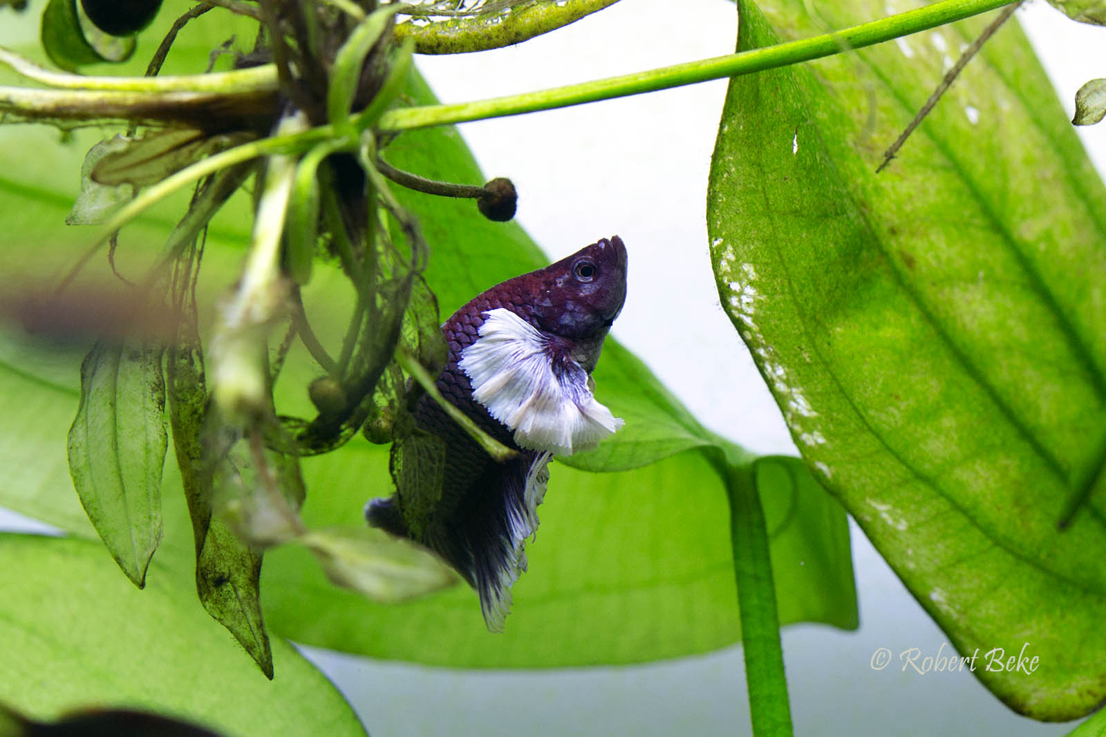 Betta splendens