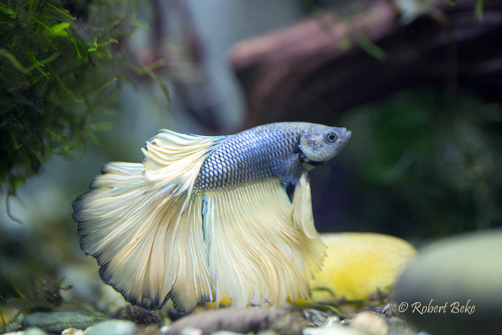 Betta splendens