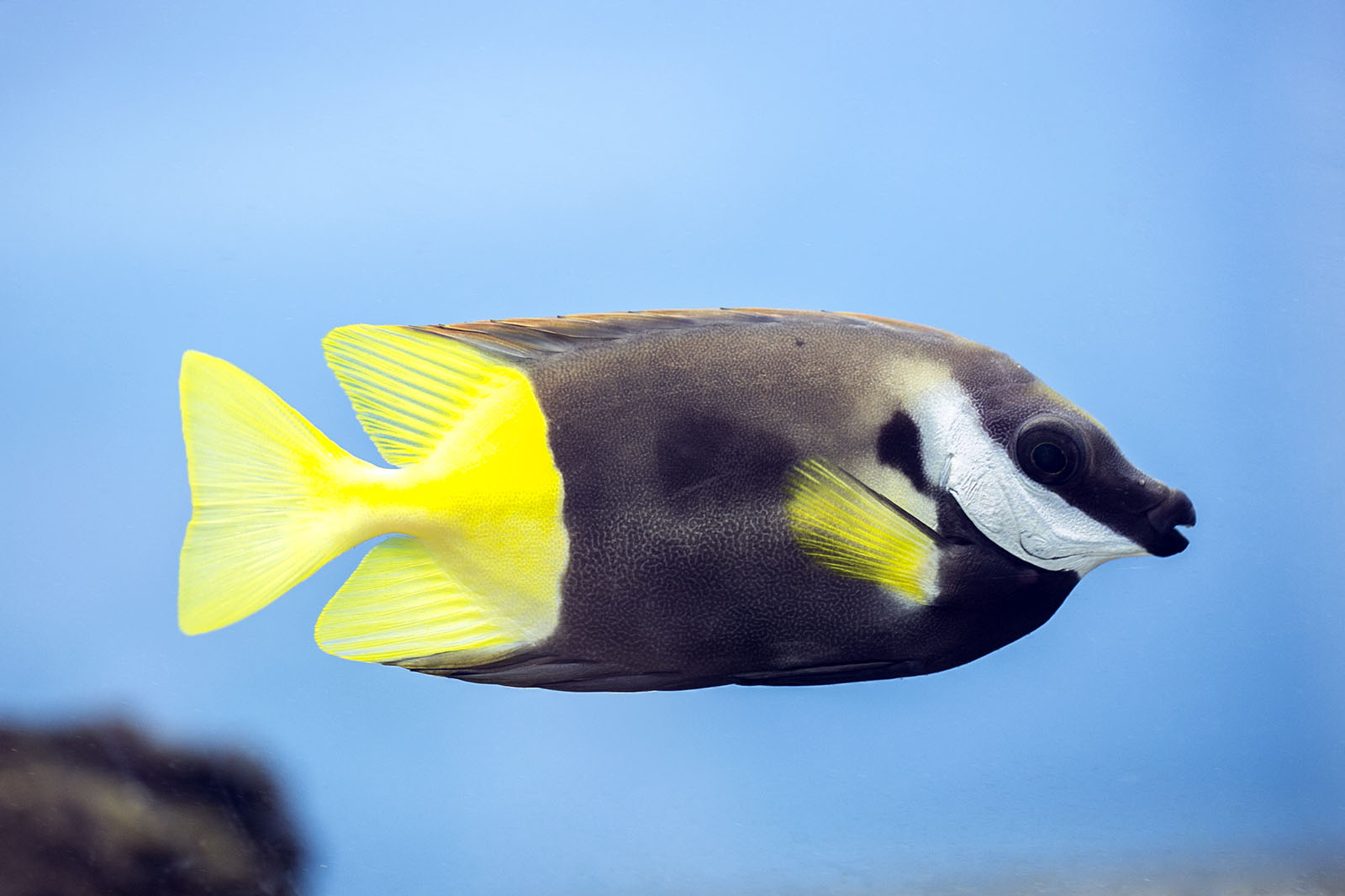 Bicolor foxface - Siganus uspi