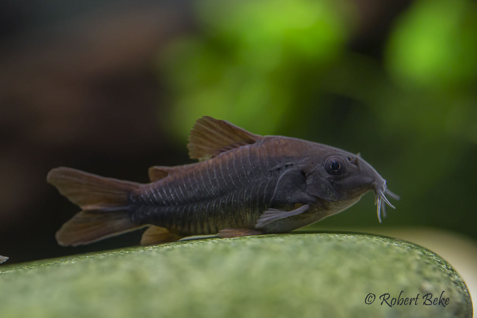 Black Corydoras (Corydoras schultzei "Black" ) - Corydoras aeneus