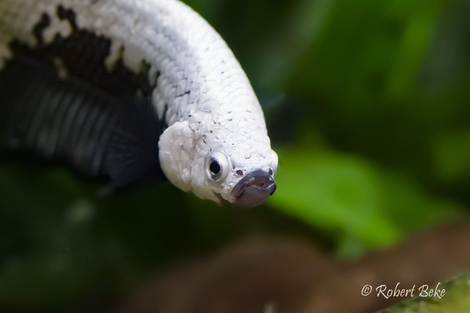 Black Samurai Plakat Betta - Betta splendens