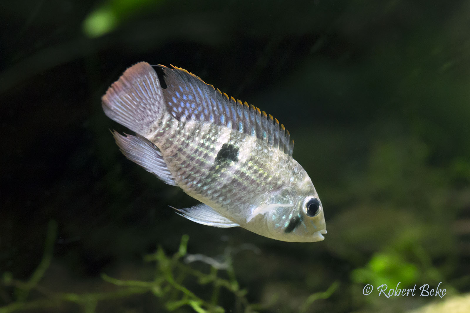 Blue acara - Aequidens pulcher