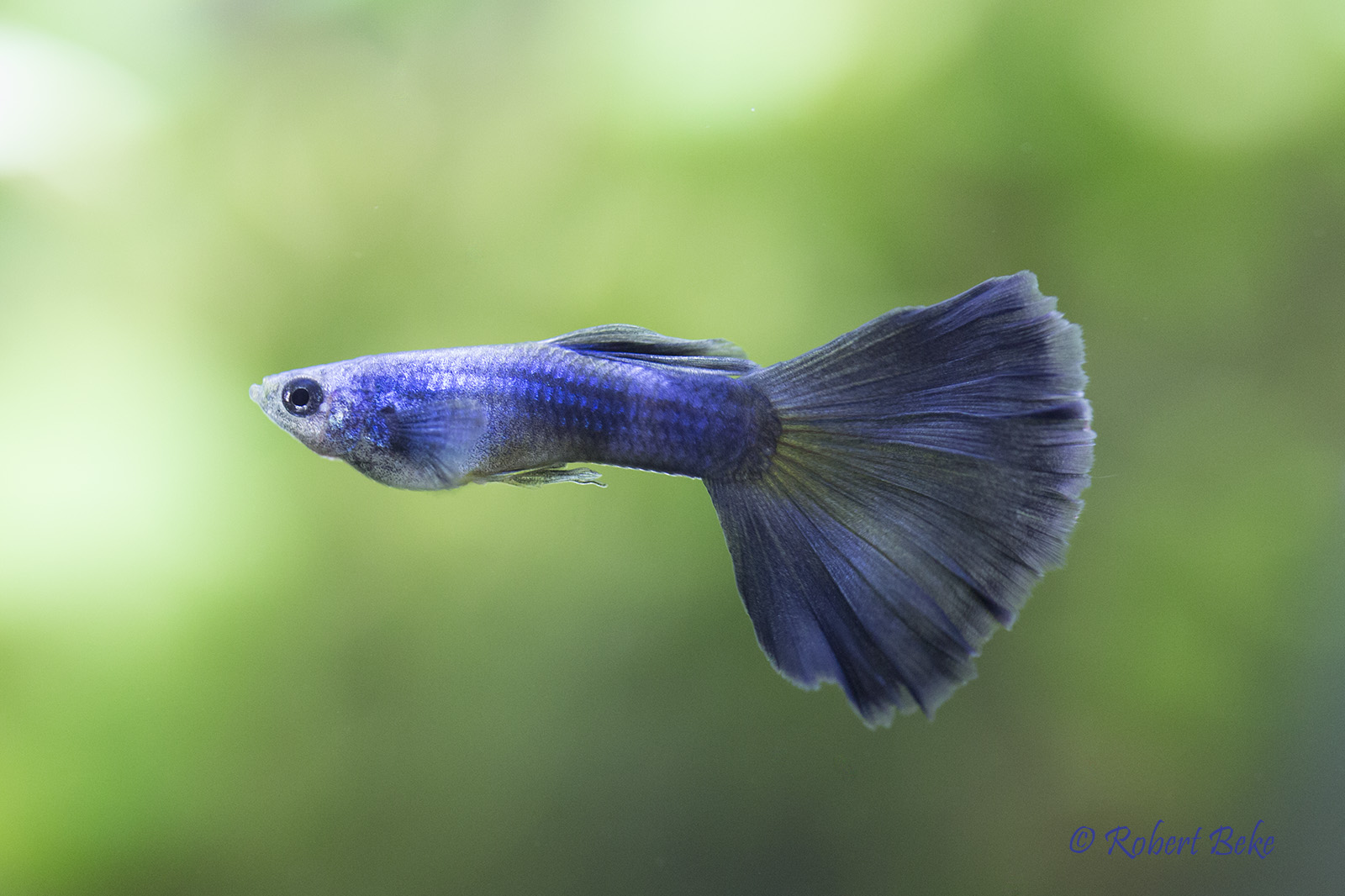 Blue Moscow Guppy