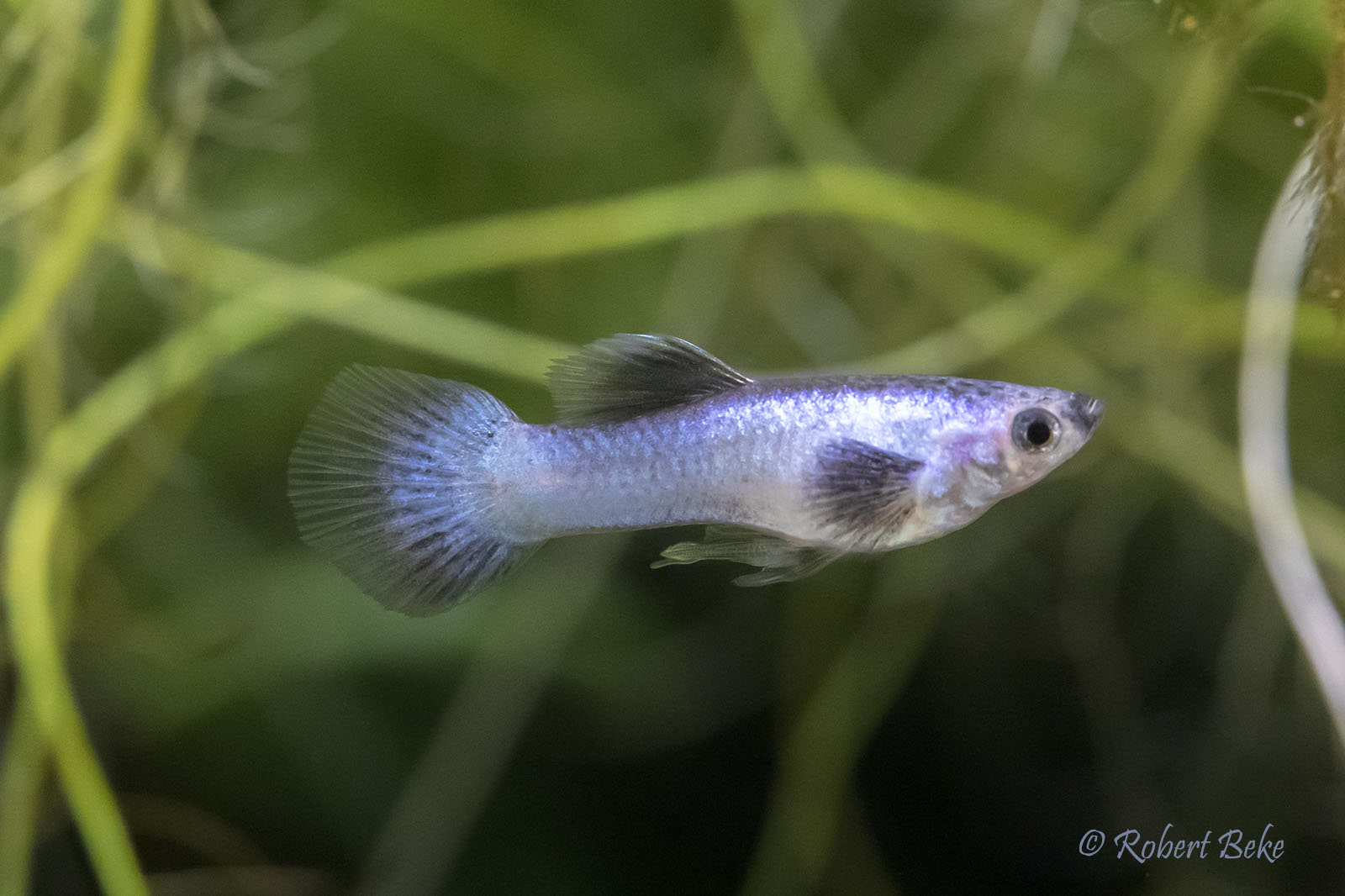 Blue Panda Guppy - Poecilia reticulata