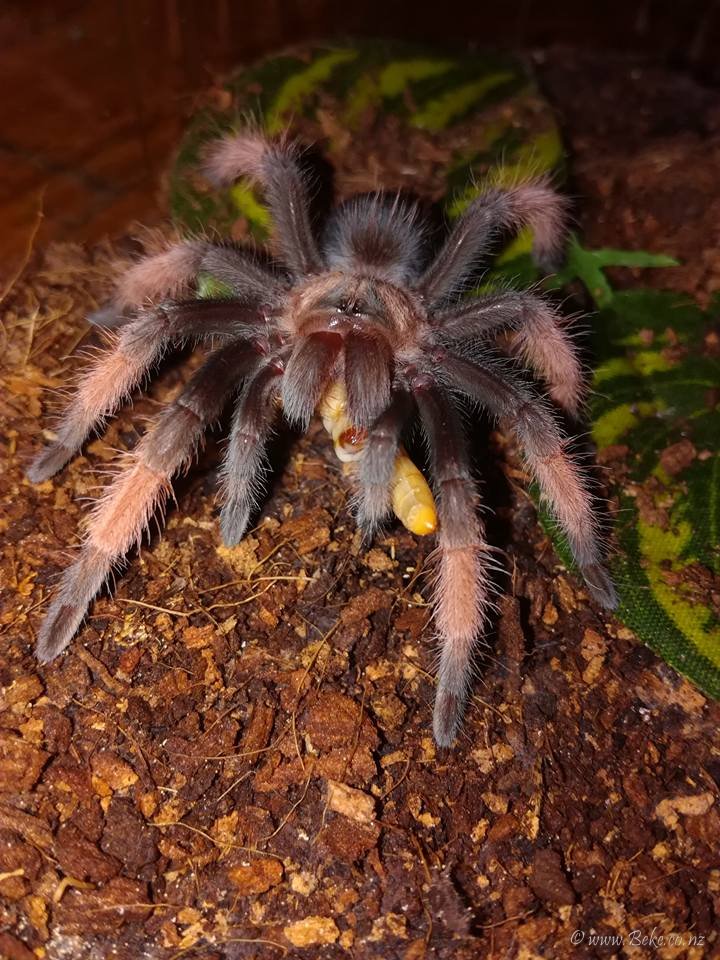 Brachypelma Emilia ( u celjustima drzi tenebriju)