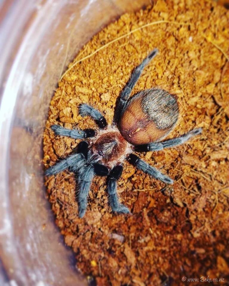 Brachypelma kahlenbergi