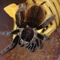 Brachypelma Vagans