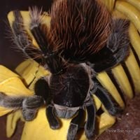 Brachypelma Vagans