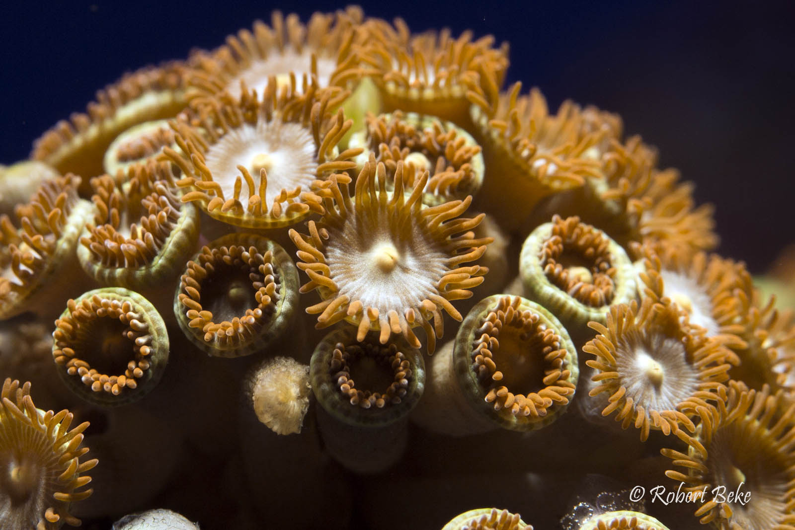 Button Polyps