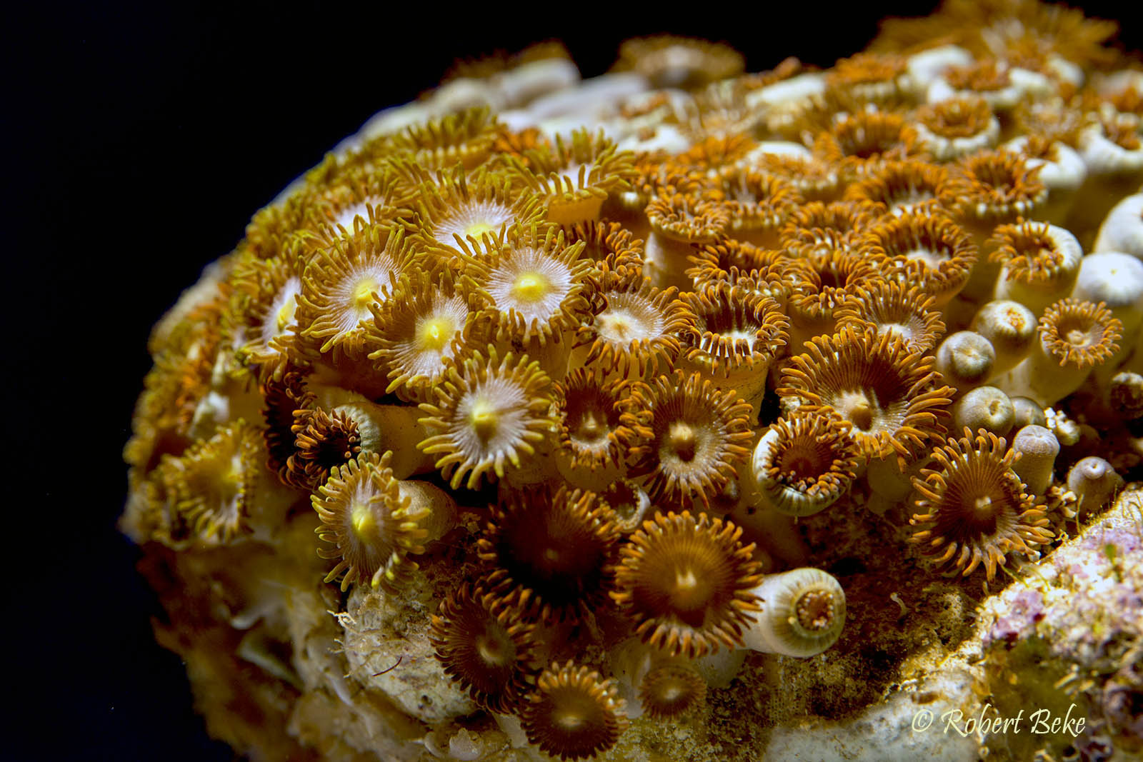 Button Polyps