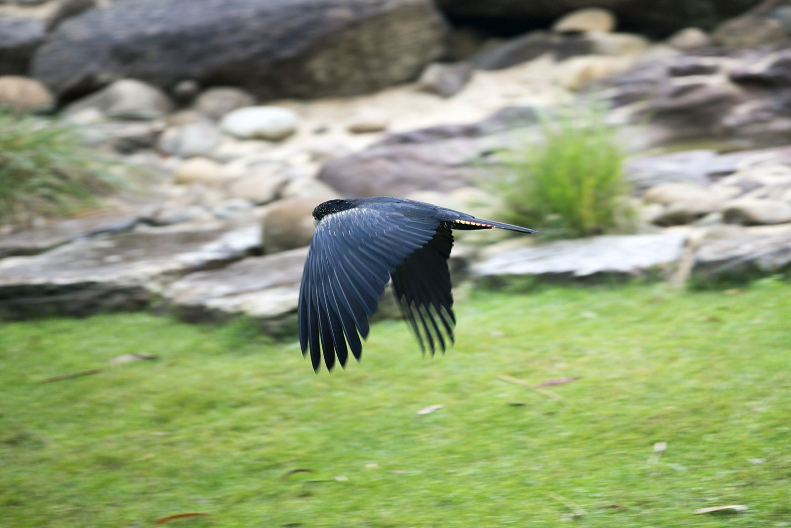 Calyptorhynchus  banksii