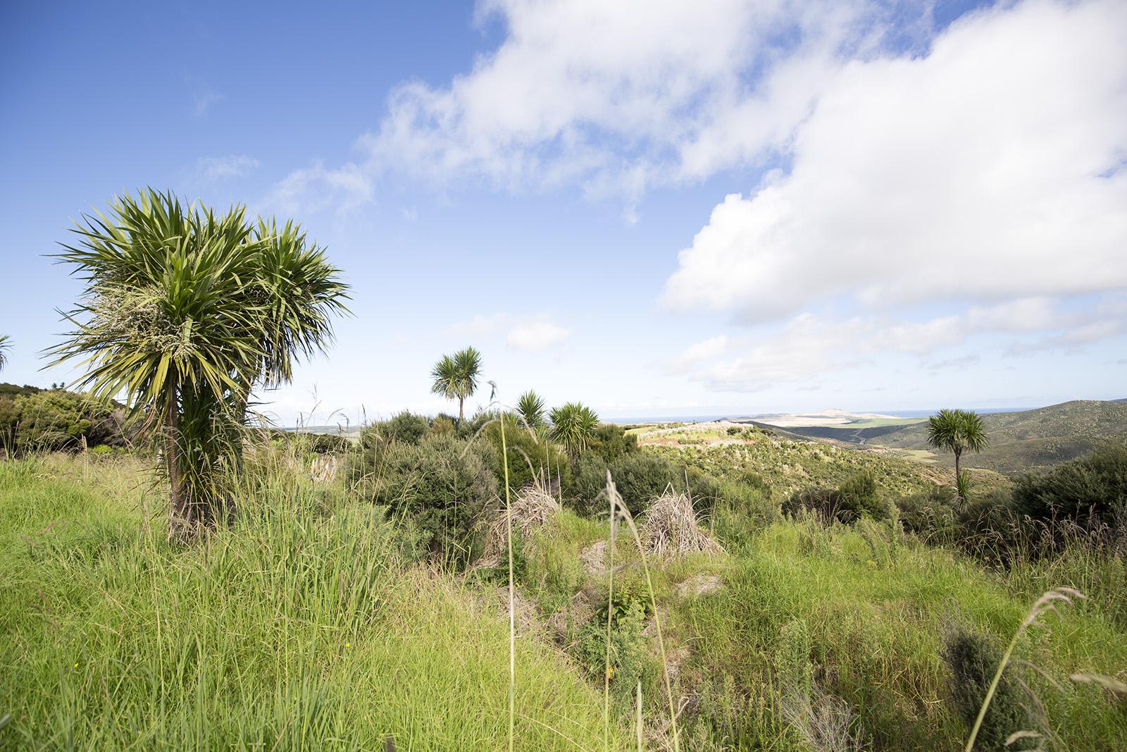 Cape Reinga Road