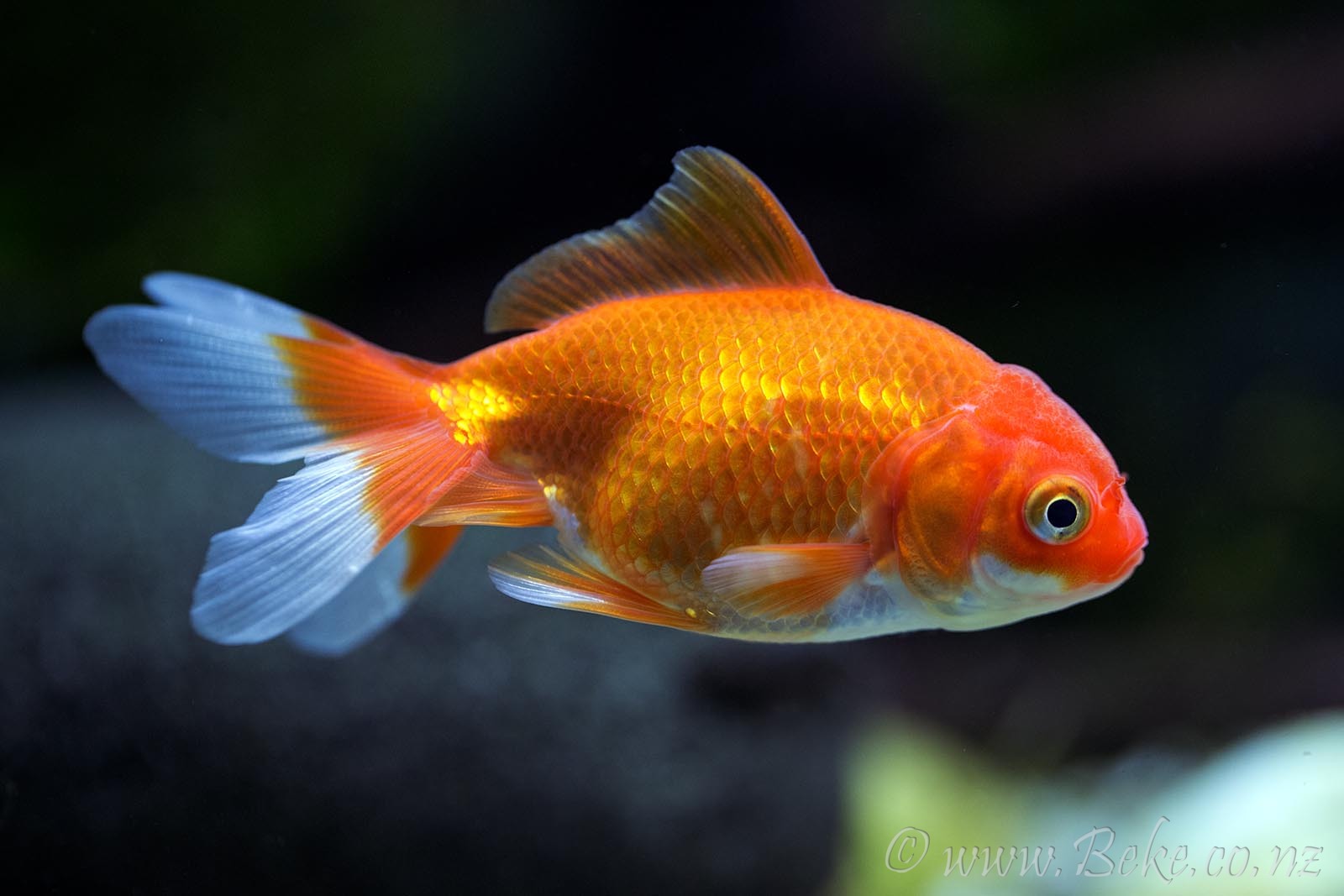 Carassius auratus