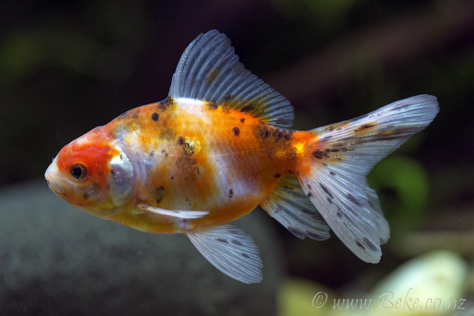 Carassius auratus