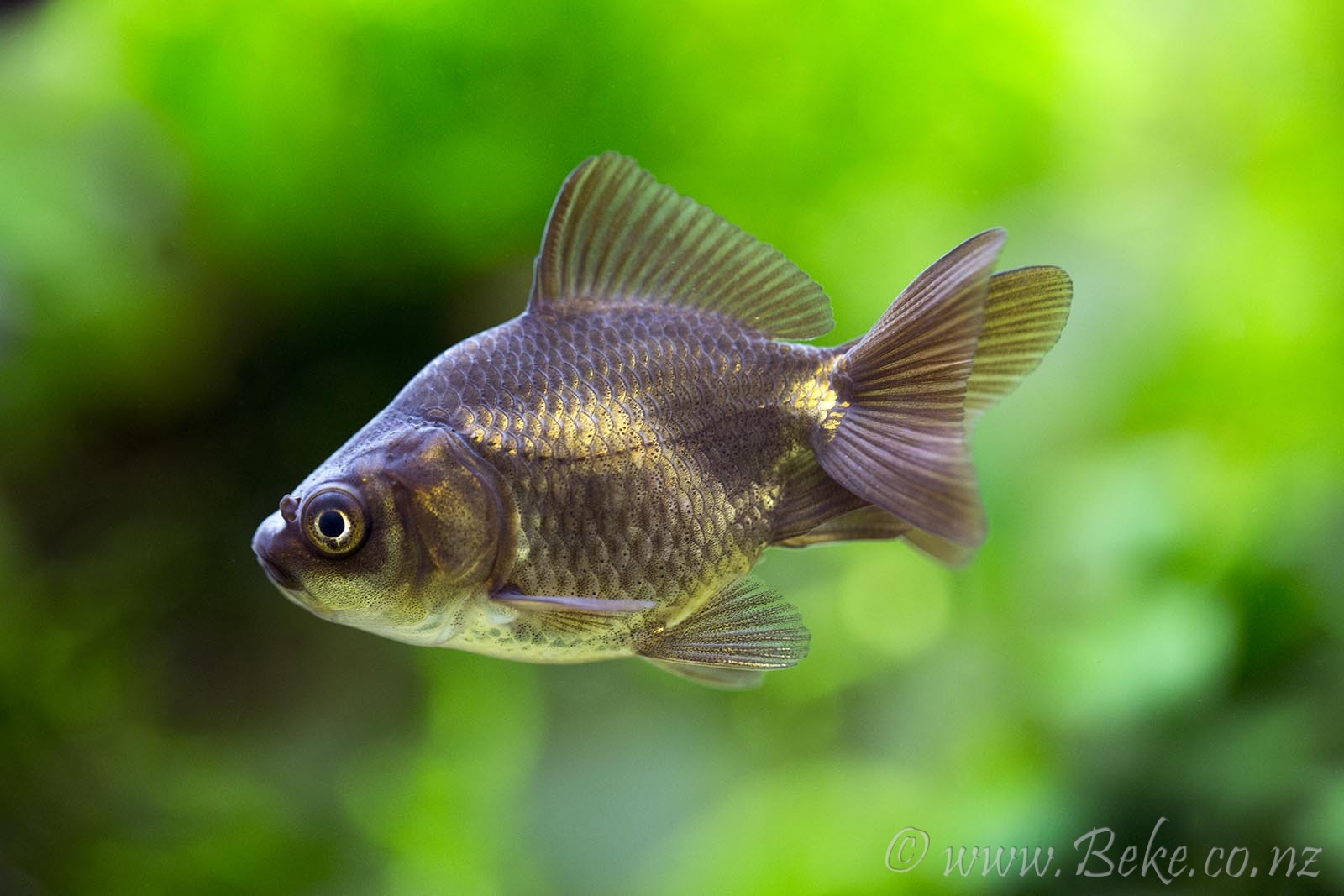 Carassius auratus