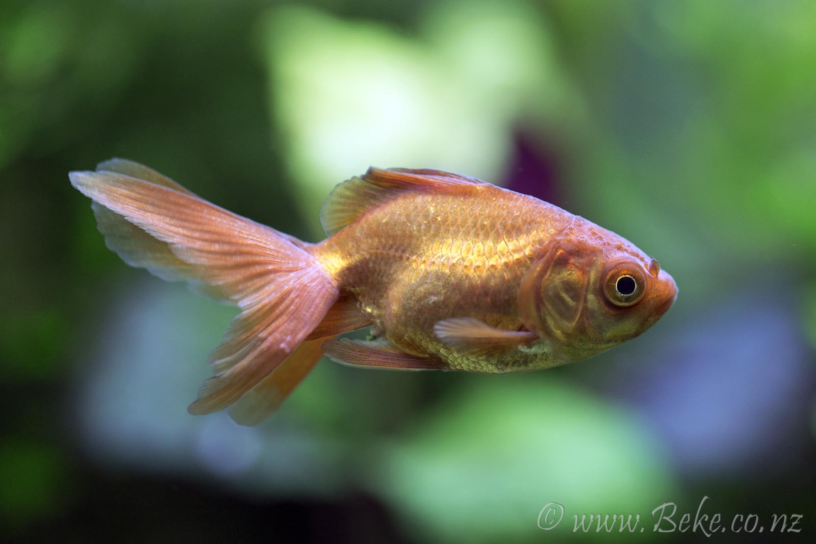 Carassius auratus