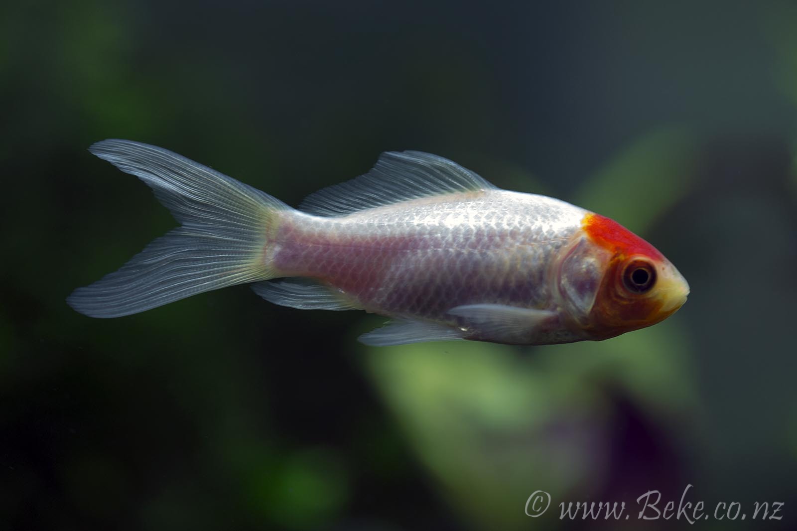 Carassius auratus