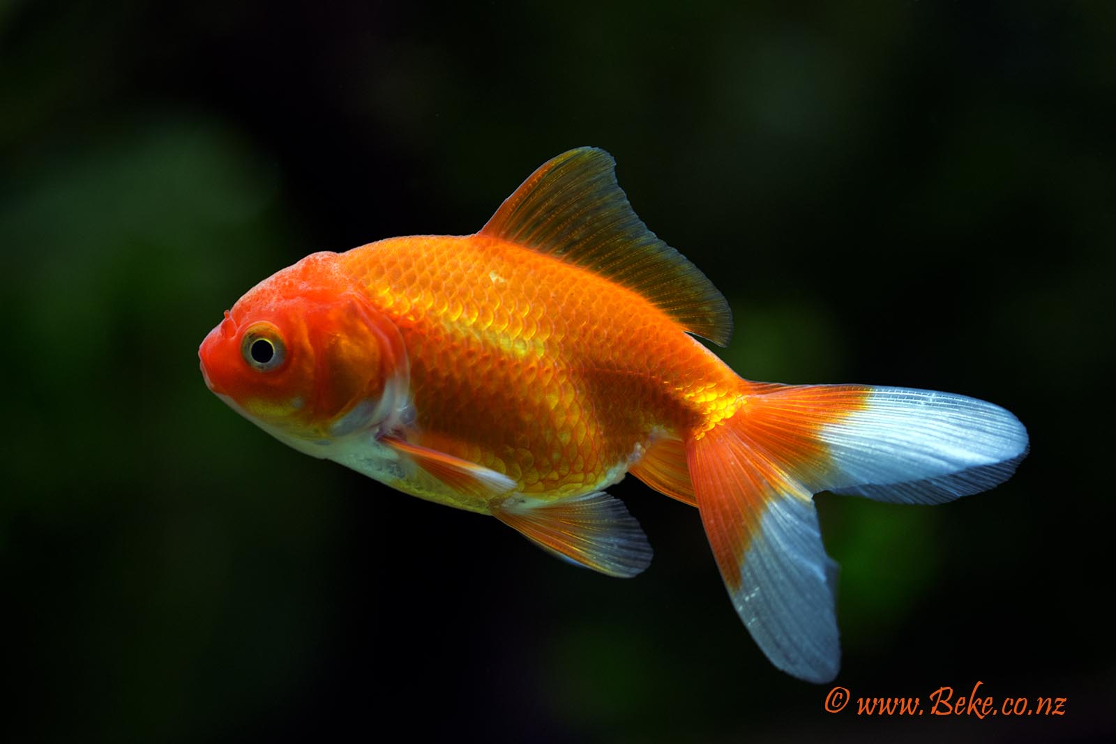 Carassius auratus