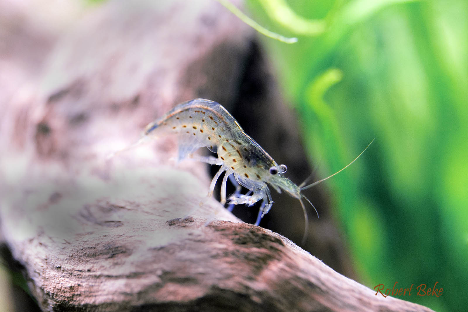 Caridina multidentata