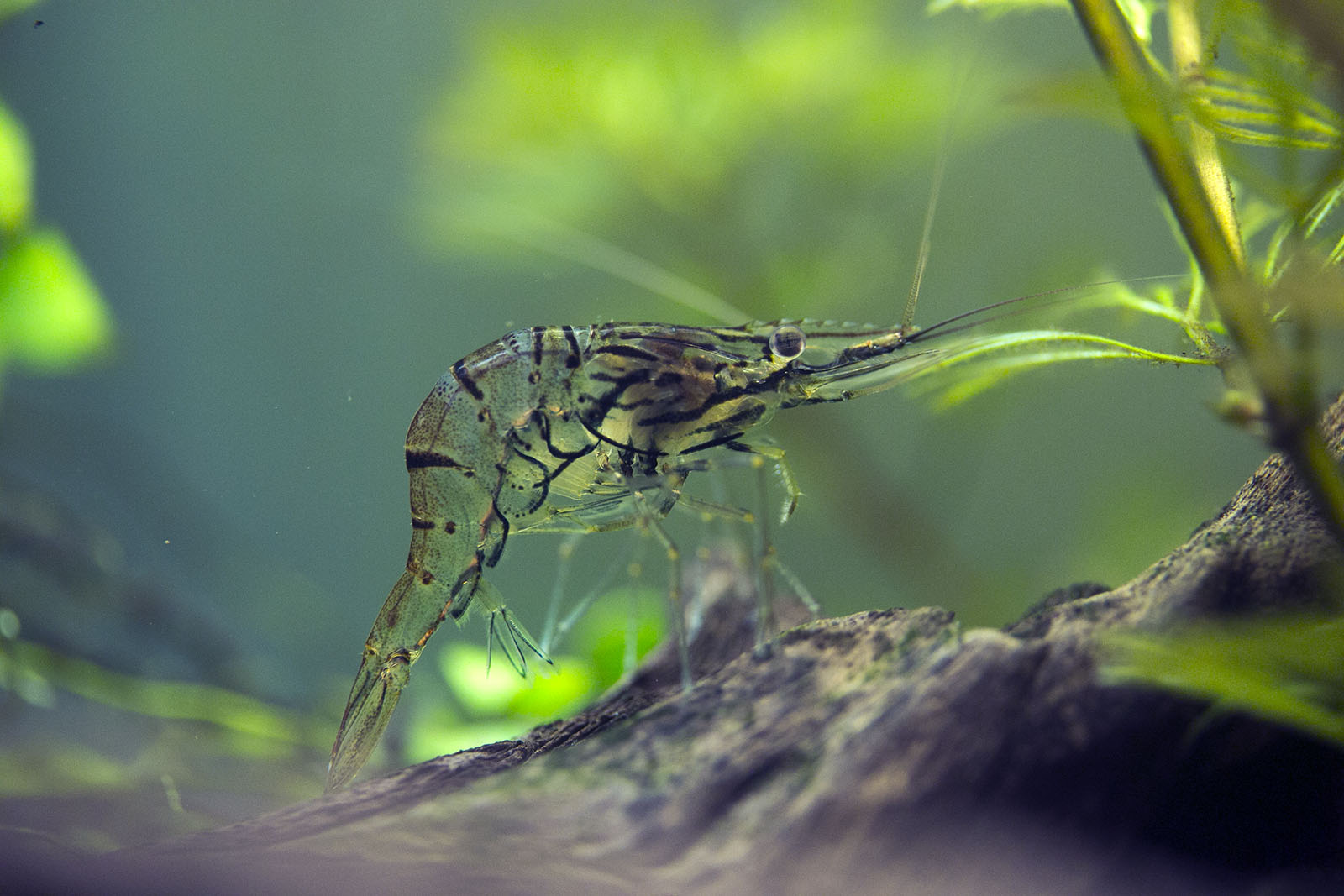 Caridina sp.