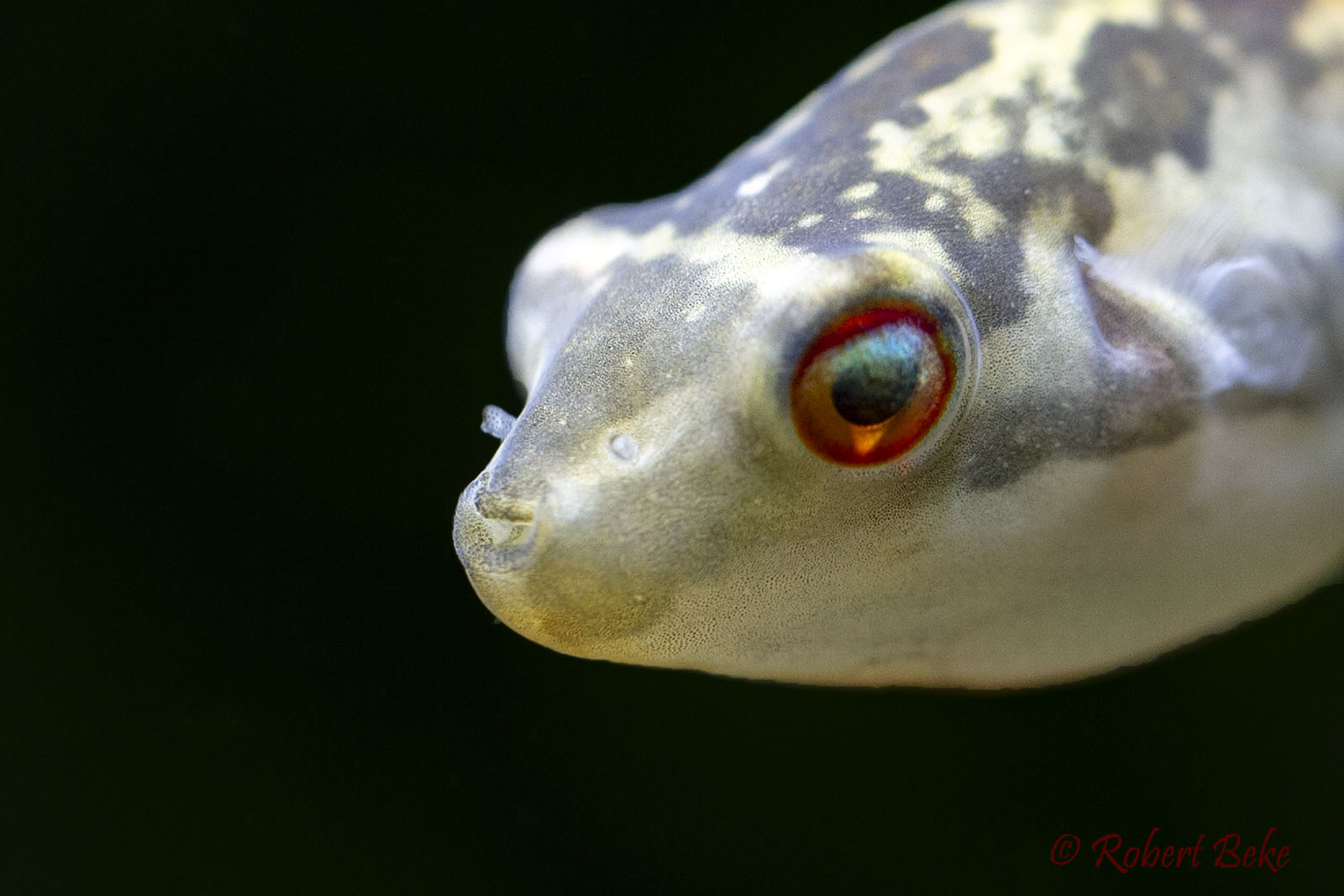 Carinotetraodon irrubesco - Redeye Puffer