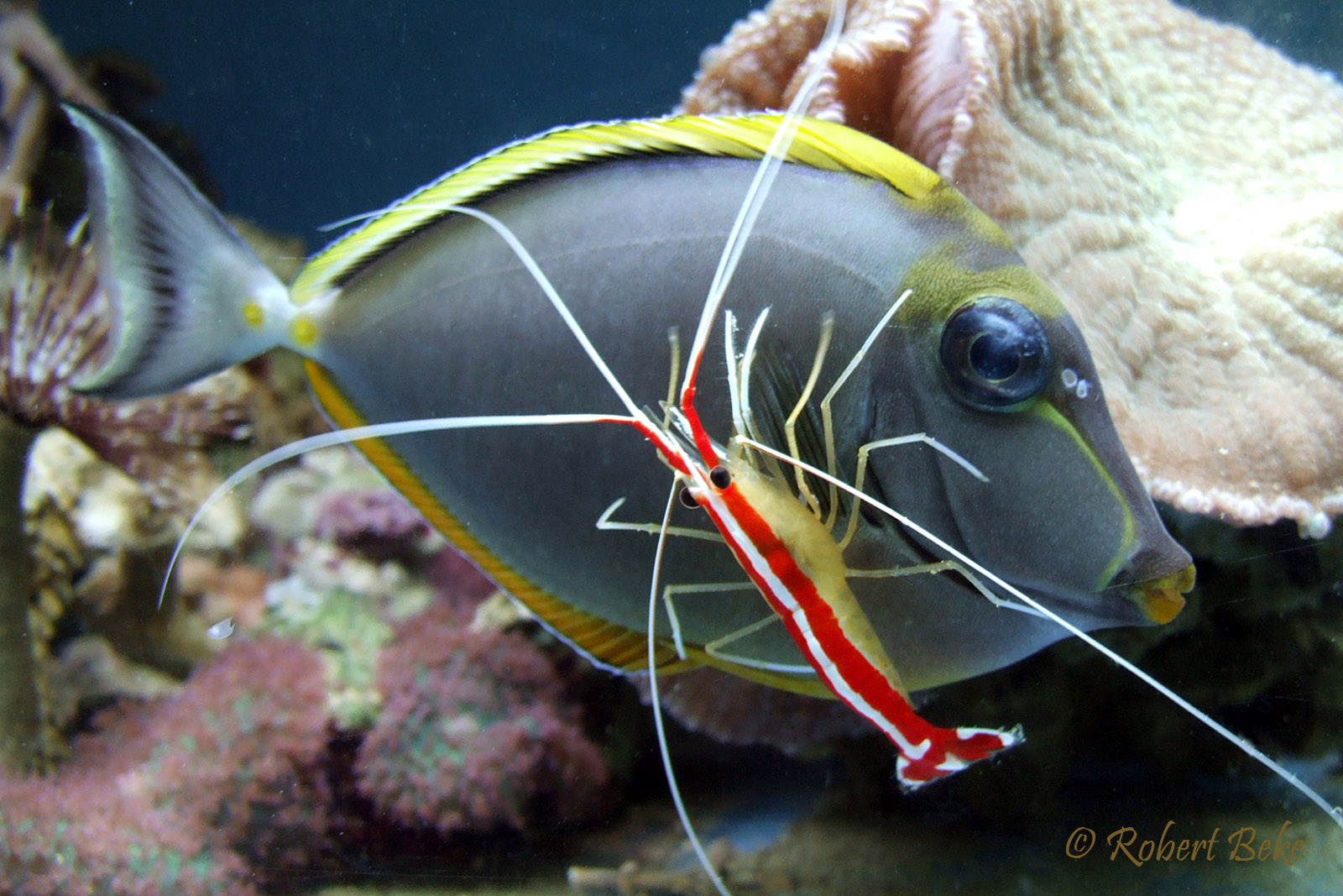 Cleaner shrimp in action