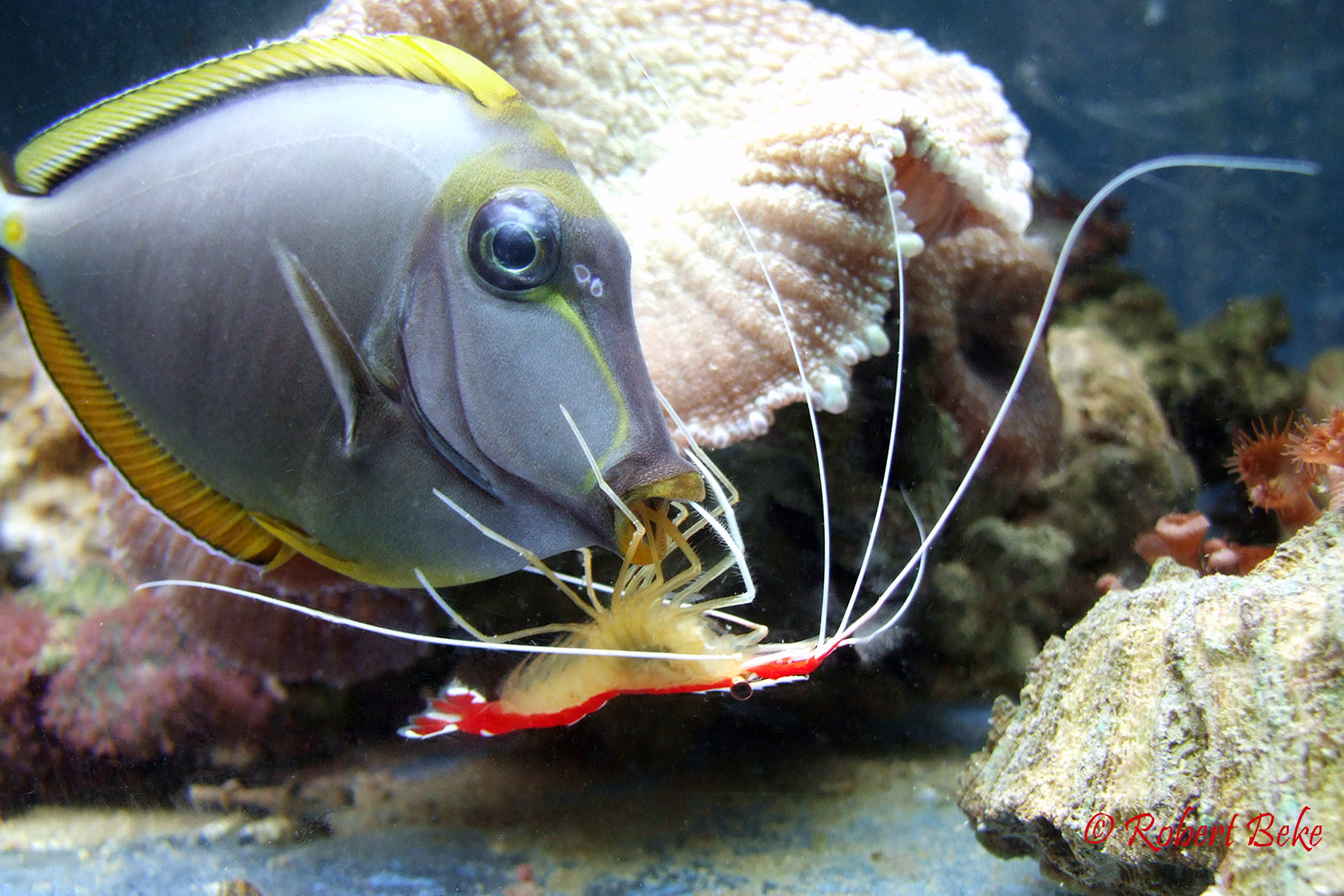 Cleaner shrimp in action