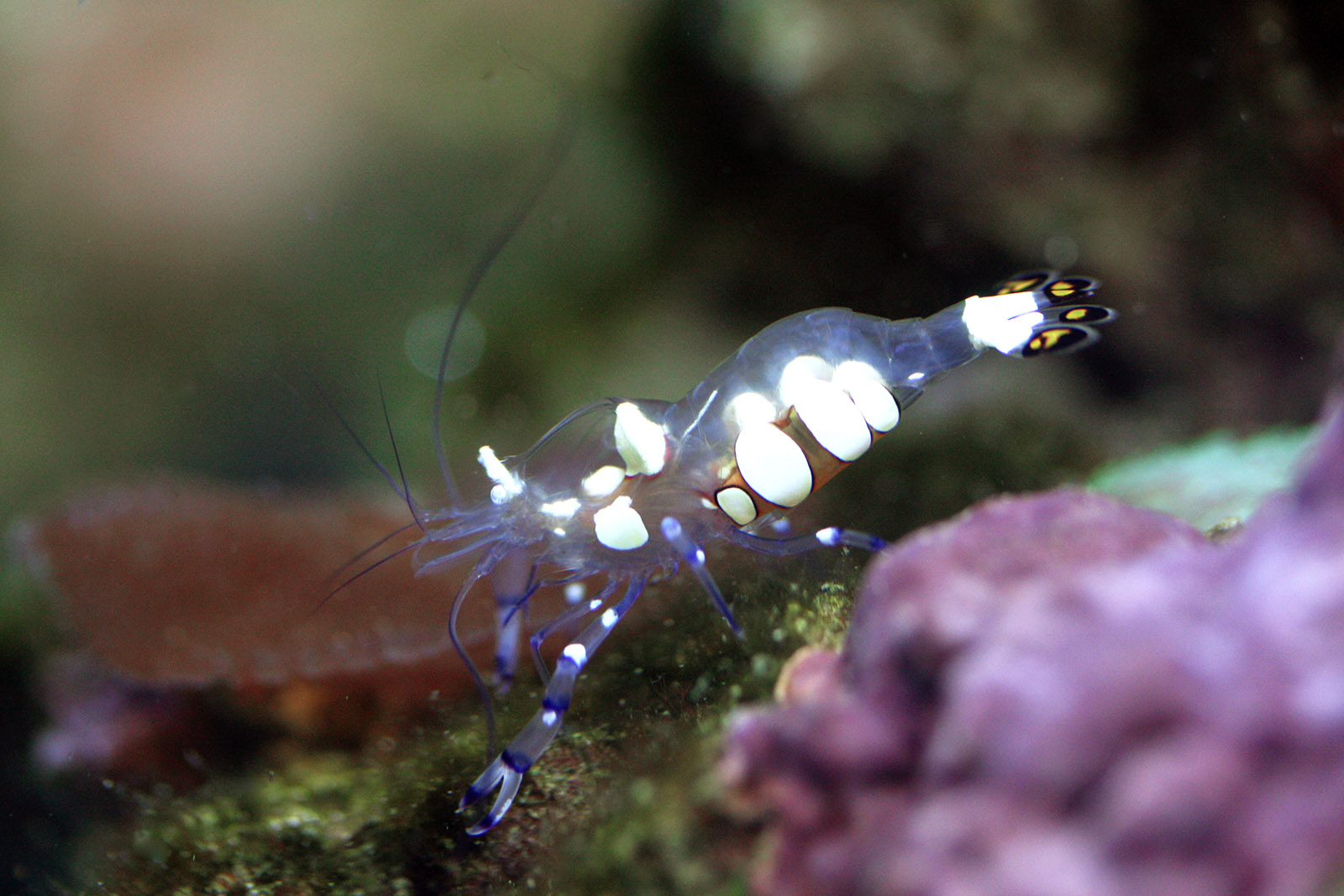 Clown Anemone Shrimp - Periclimenes brevicarpalis