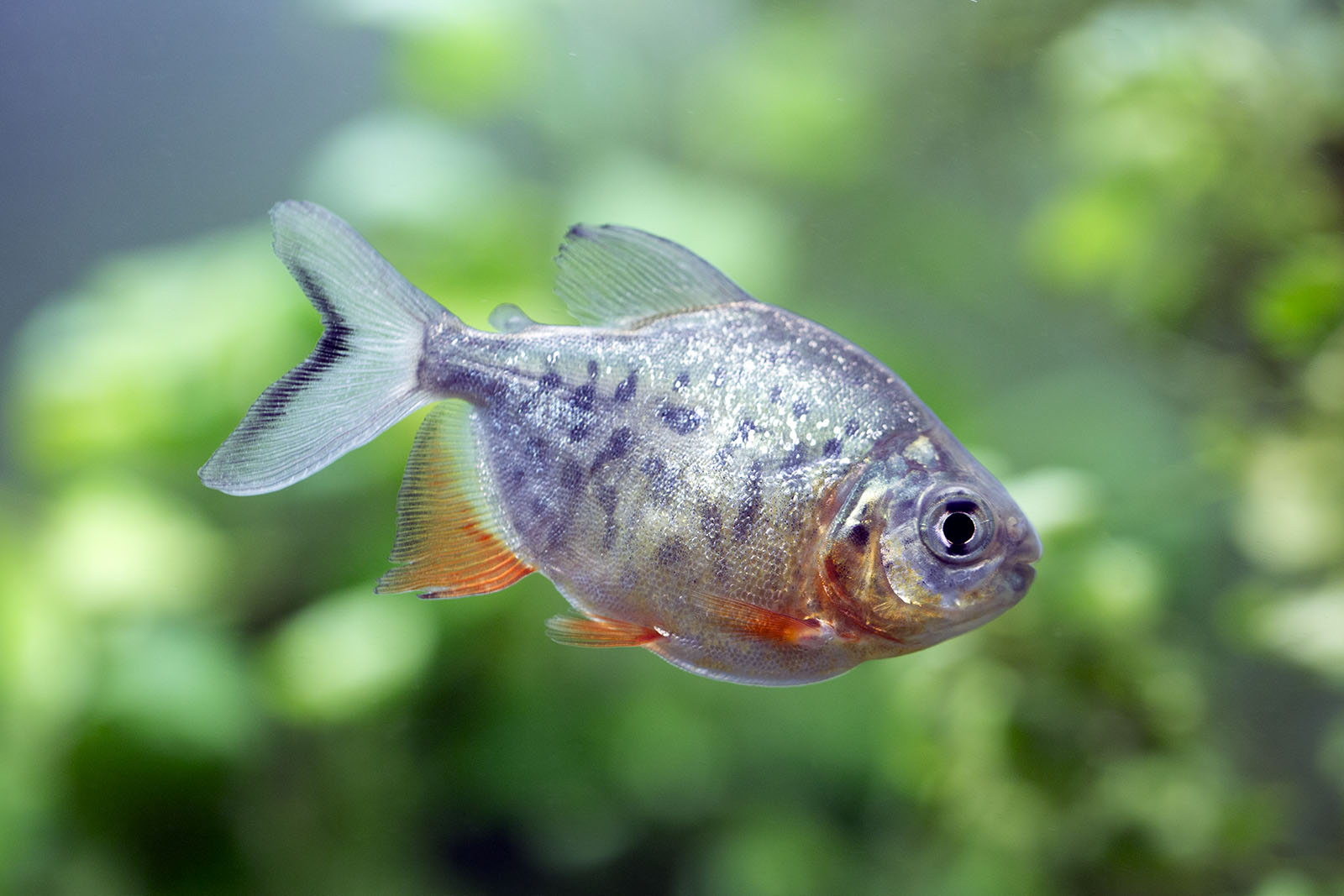 Colossoma macropomum - Black Pacu