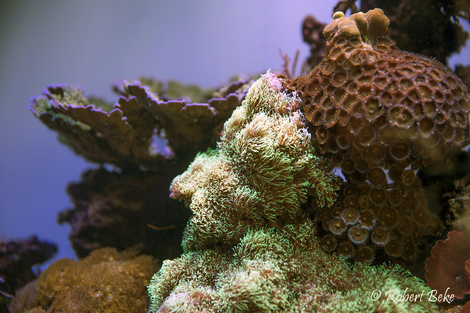 Corals