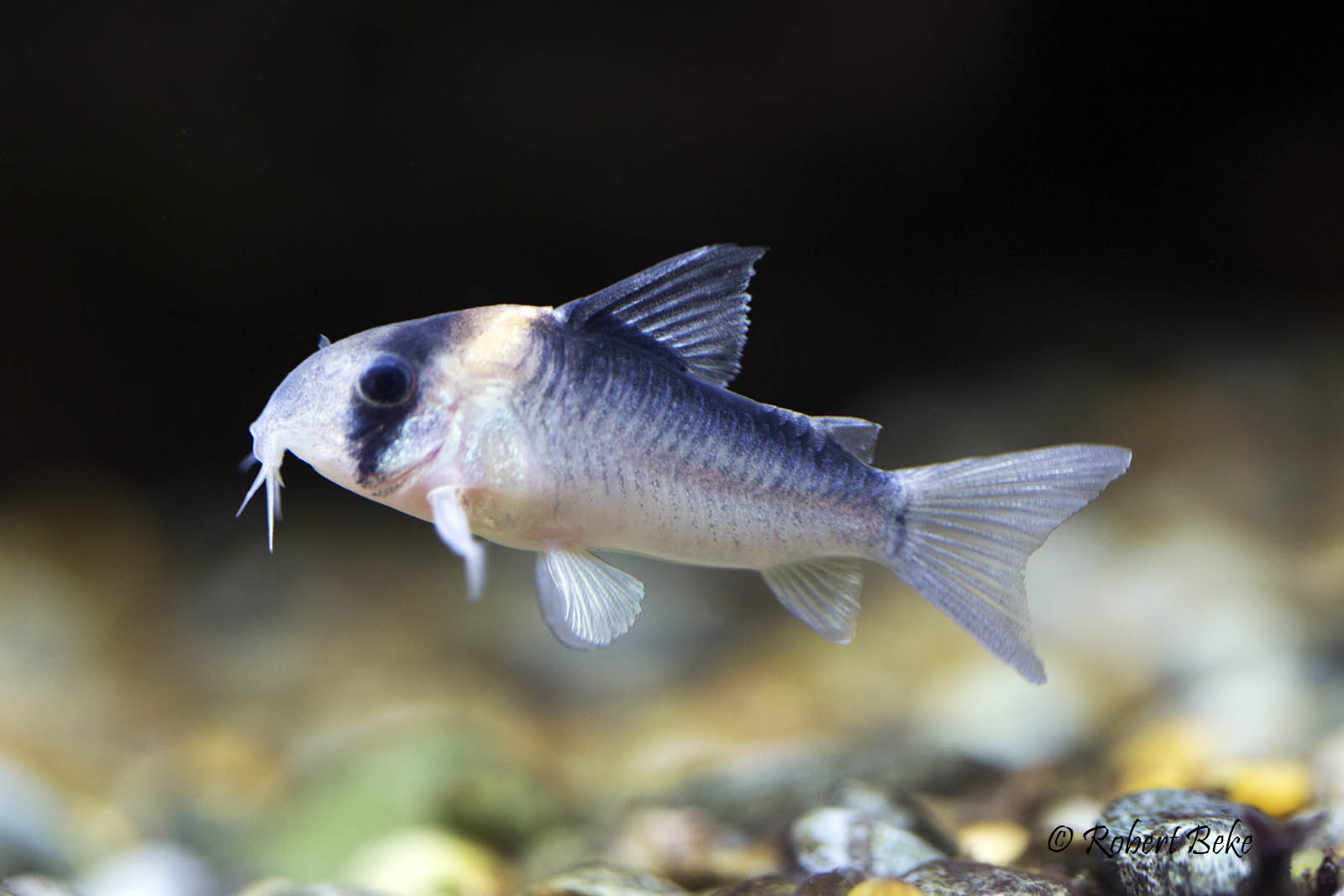 Corydoras adolfoi