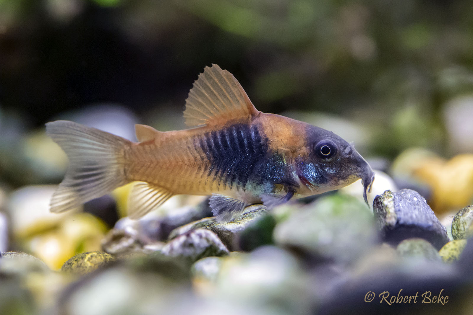 Corydoras Aeneus Orange