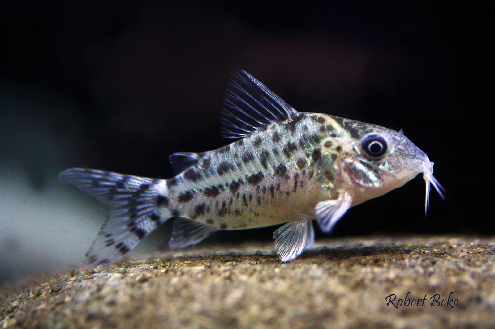 Corydoras agassizii