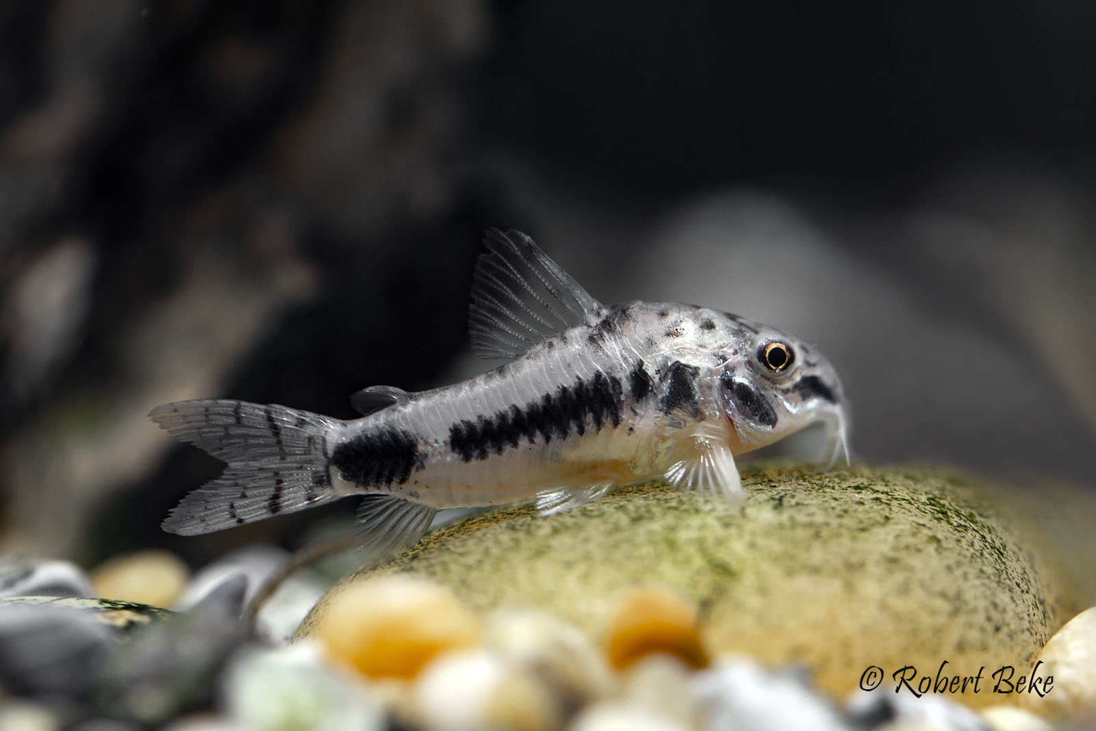 Corydoras axelrodi)