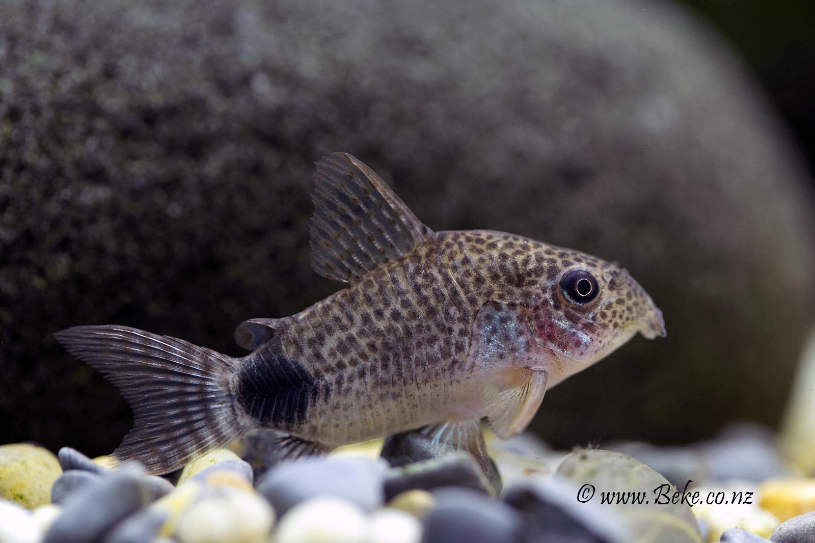 Corydoras caudimaculatus