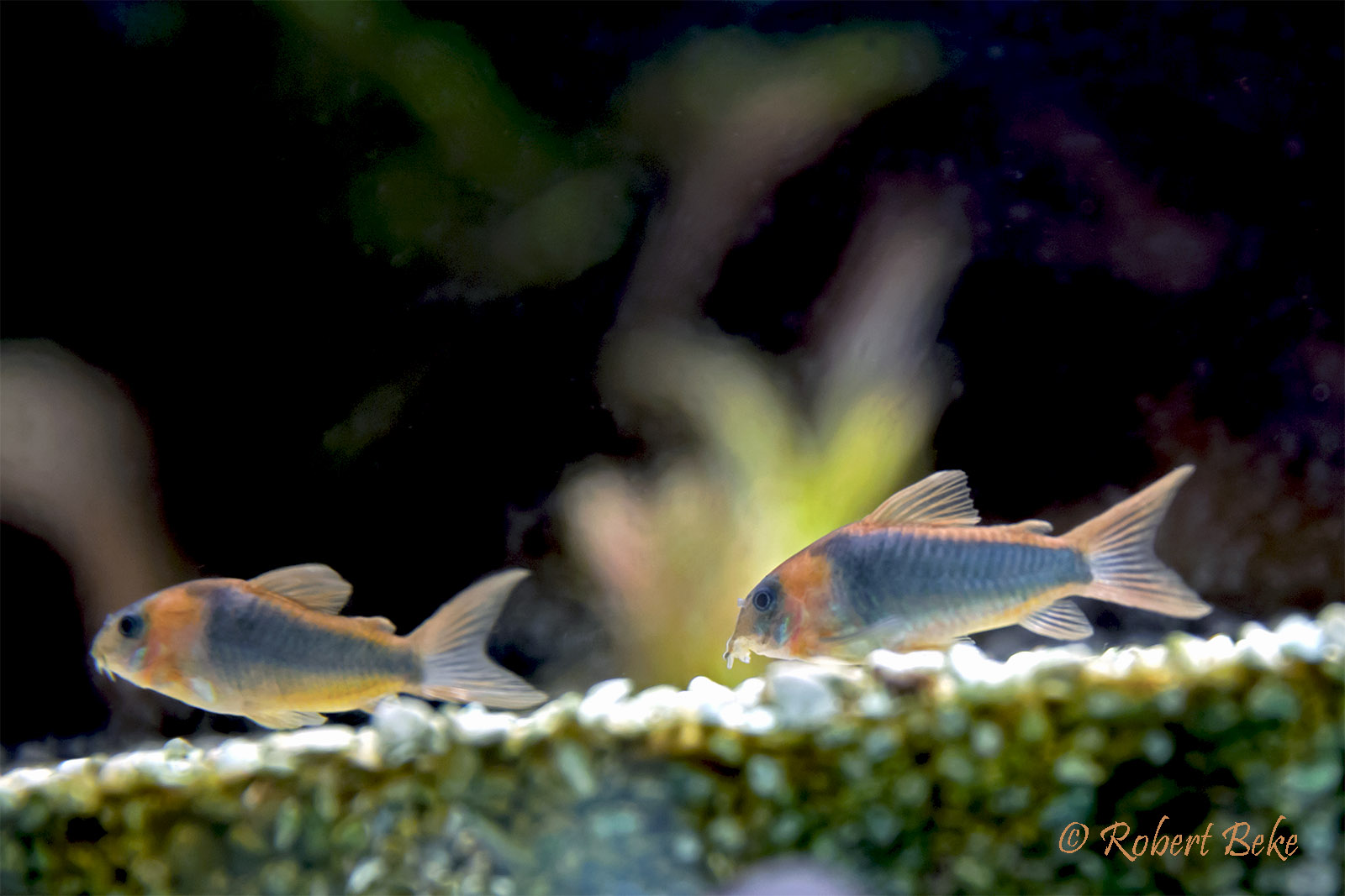 Corydoras  eques