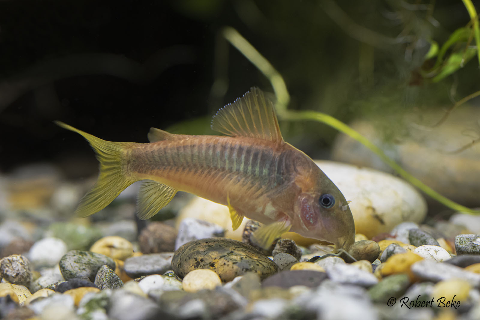 Corydoras melanotaenia - Green Gold Cory