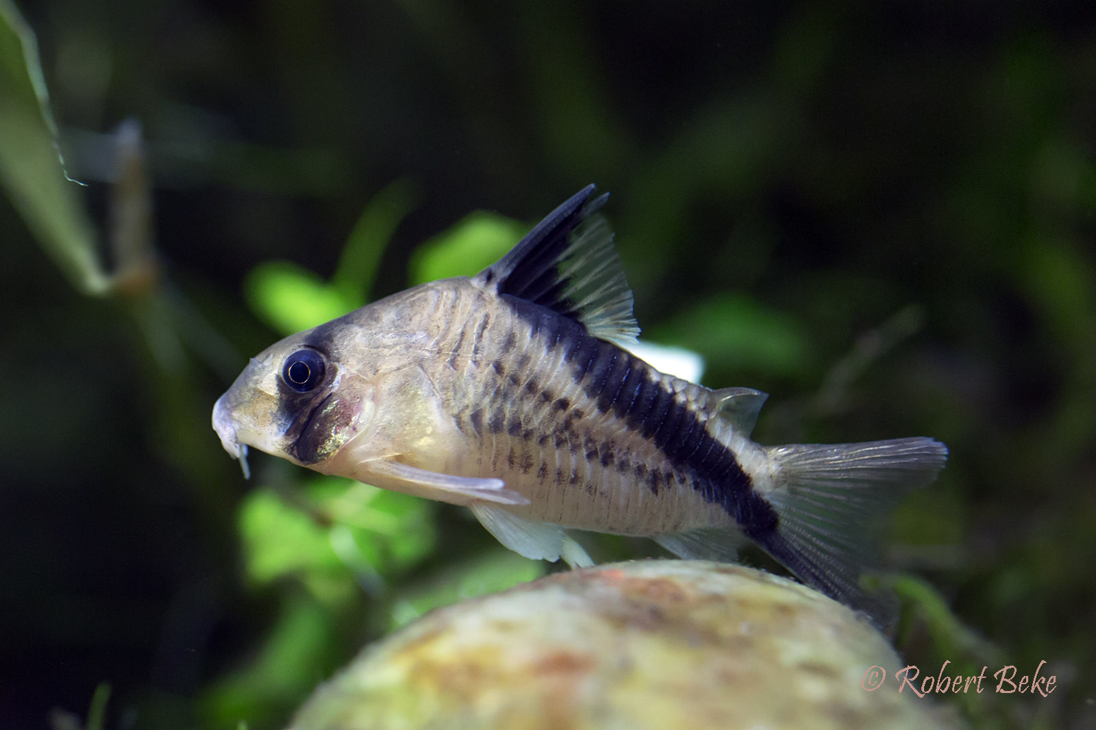 Corydoras melini