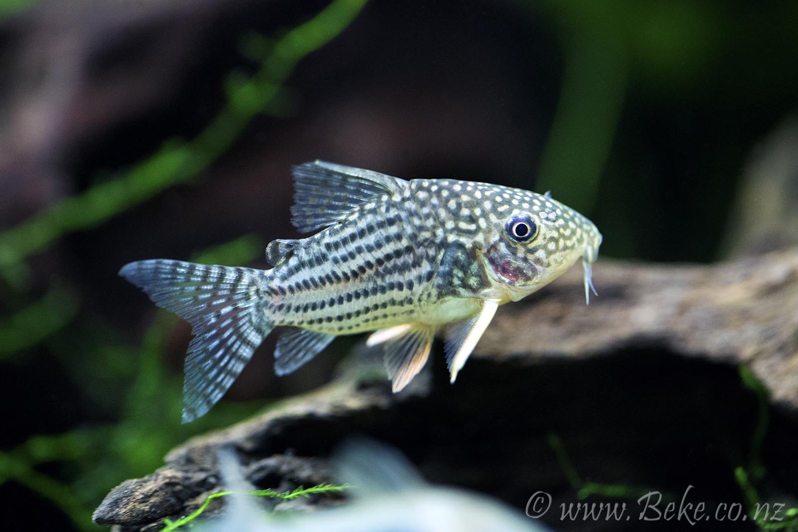 Corydoras sterbai